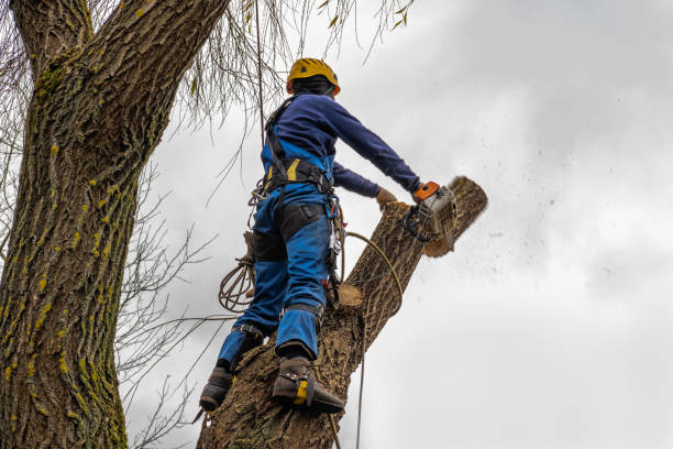 Best Tree Maintenance Programs  in Midlothian, VA