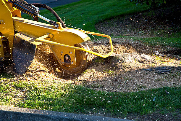 Best Aeration Services  in Midlothian, VA