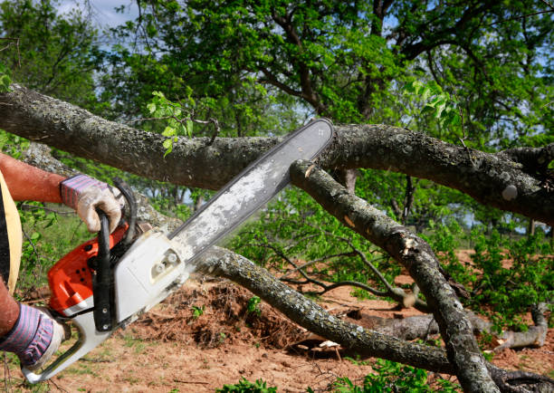 Best Root Management and Removal  in Midlothian, VA